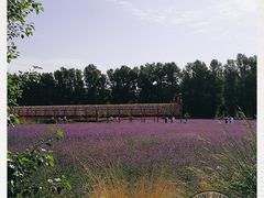 -金塔沙漠胡杨林景区