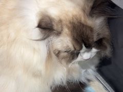 -瑞派宠物医院·犬猫全科·猫友好(宾水西道店)