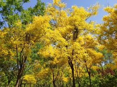 -永定河休闲森林公园