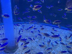 -海合安成都极地海洋公园