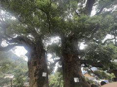 -杨家堂村