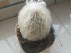 -中环花鸟鱼虫市场