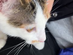 -爱妮康宠物医院·干细胞免疫细胞·肿瘤·心脏(张江店)