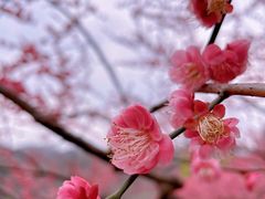 -重庆彩云湖湿地公园