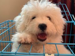 -翊宠yipet猫狗购宠庄园犬舍•猫舍