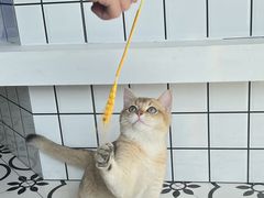 -春莱·老挝冰咖啡·泰式奶茶(柯桥万达店)