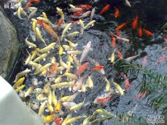 漂亮小鱼-绿色时代大酒店