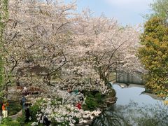 -西湖外事游船(花港观鱼码头)