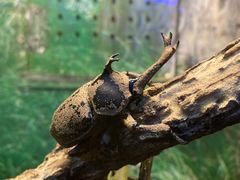 -上海大自然野生昆虫馆(东方明珠·爬宠昆虫探索中心)