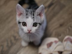 -欣宠猫屋·矮脚拿破仑·蓝金金渐层
