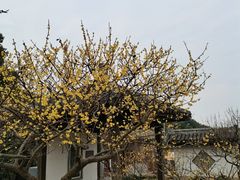 -无锡梅园公园