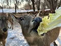 -北京野生动物园