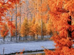 -黄海国家森林公园