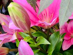 -老宅子私房菜馆(大理古城店)