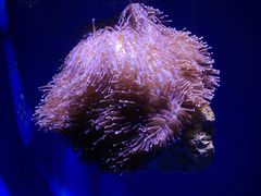 -悉尼海洋生物水族馆