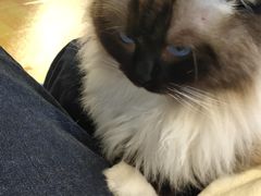-三花喵·撸猫购宠·宠物生活馆(虹桥南丰城店)