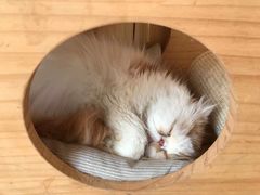 -猫的茶·猫咖