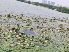 -贡湖湾湿地公园