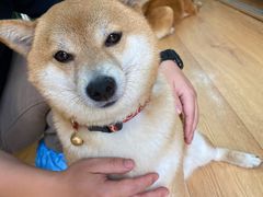 -是阿柴呀！柴犬咖啡·爱喵喵猫咖