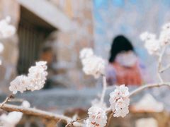 -国家植物园