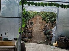 -马陆小张葡萄园农家乐