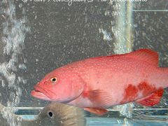 -曼格纳·曼芯馆(杨浦店)