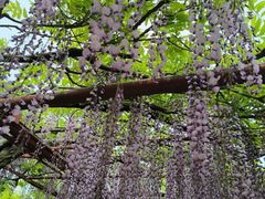 -嘉定紫藤园