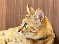 -Again Coffee Roaster(香蜜湖店)