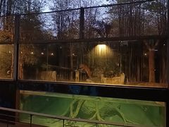 -清迈夜间动物园