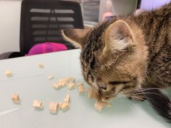 -宠福鑫康馨动物医院·骨科·眼科