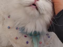 -共舞时光猫咖·狗咖(新街口店)