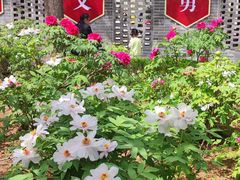 -洛阳市牡丹公园