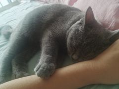 -瑞鹏宠物医院·骨科·猫科·内科(第一中心)