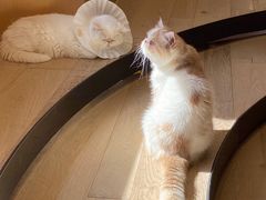 -CAT’S MEWSTAR CAFE·喵星球猫屋(晴湾咖啡店)