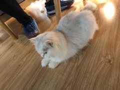 -松果猫咖(桐乡吾悦金街店)