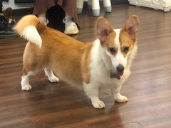 -柯斗斗主题餐厅·狗咖·围炉煮茶·茶饮(国瑞升平里店)