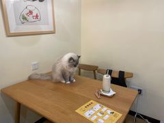 -滚猫咖啡·猫咖·猫友好撸猫(未来城店)