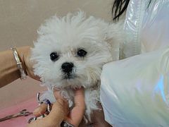 -北京观赏动物医院·24小时大型综合·猫专科·异宠专科