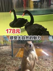 -七巧国萌宠乐园(龙湖天街店)