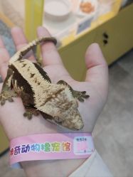 -神奇动物撸宠馆·羊驼·小浣熊·异宠(豫园店)