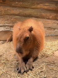 -Zoolung Zoolung动物主题公园(海信广场店)