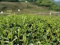 -龙坞茶村