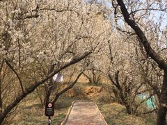 -樱桃沟景区