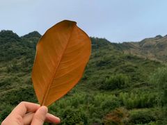 -石台牯牛降景区