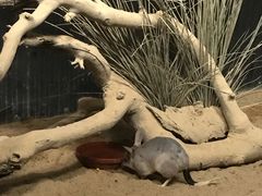-可伦宾野生动物保护区