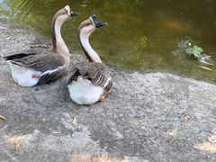 -北京鹿世界主题园