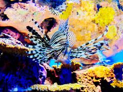 -上海海洋水族馆