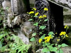 -南山植物园