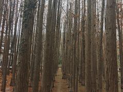 -采石矶景区