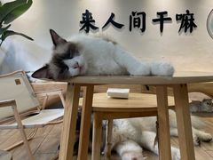 -李小姐の猫咖啡馆(五角场店)